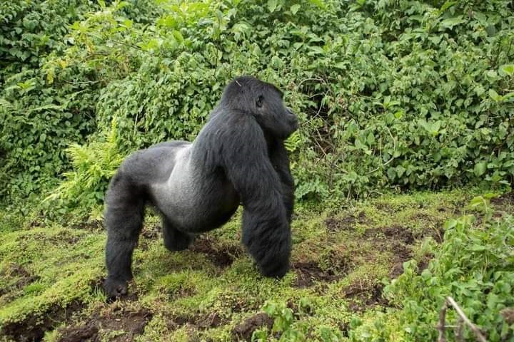 2-Day Gorilla Trekking